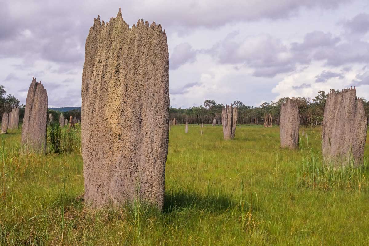 Magnetic Termite Mounds in Litchfield National Park, Darwin