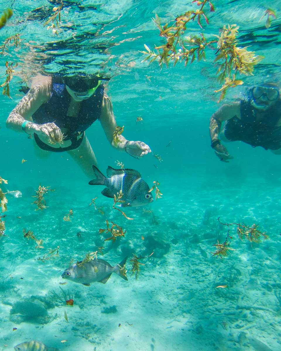 Snorkeling with fish at Akumal Beach in Mexico