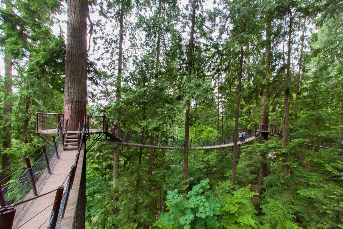 Treetop walk at capilano Suspension Bridge, Vancouver