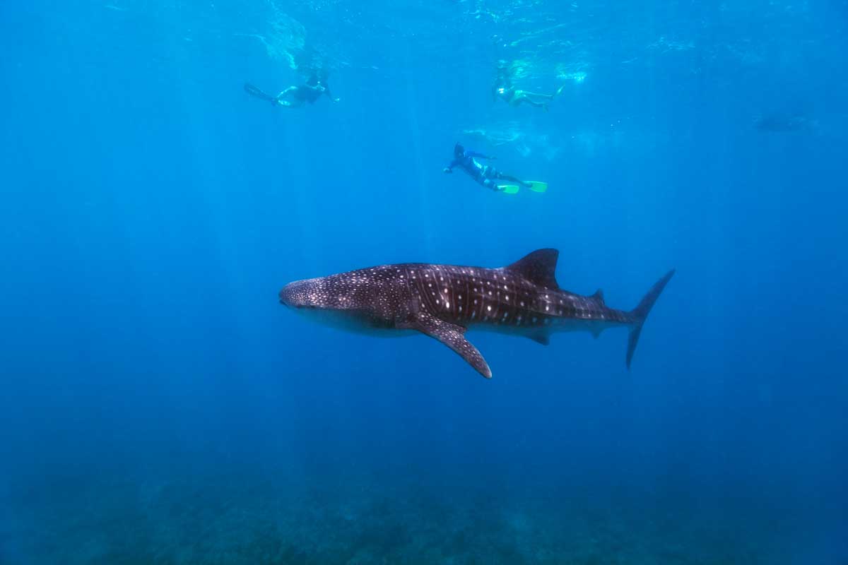 Whale shark swimming off the coast of Playa Del Carmen, Mexico