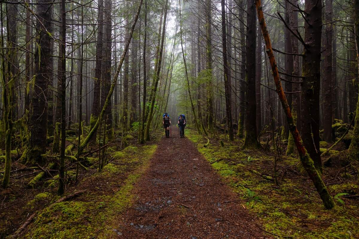 two people hiking the west coast trail on Vancouver Island through a green rainforest