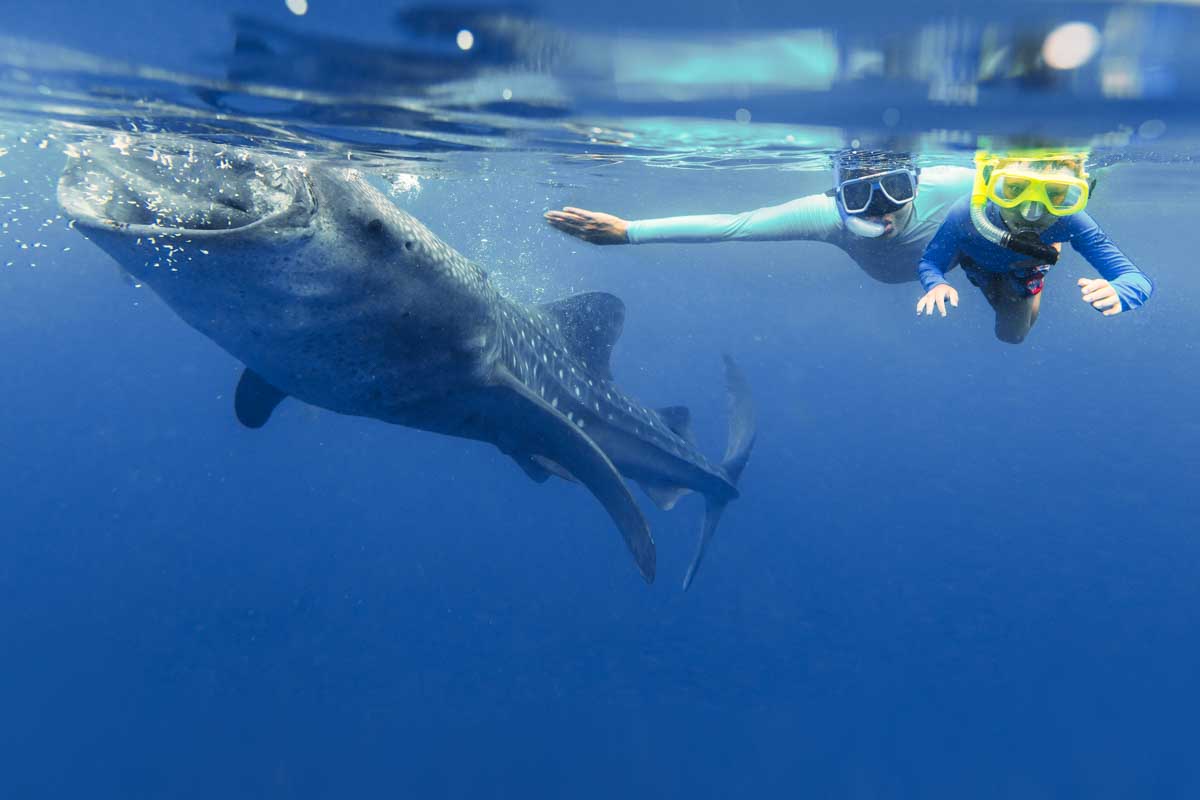 A child and father swims beside a whale shark in Isla Mujeres, Mexico