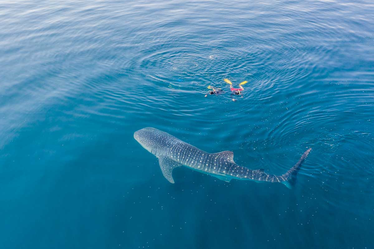 A few people swim with a whale shark in Isla Mujeres, Mexico as seen from a drone