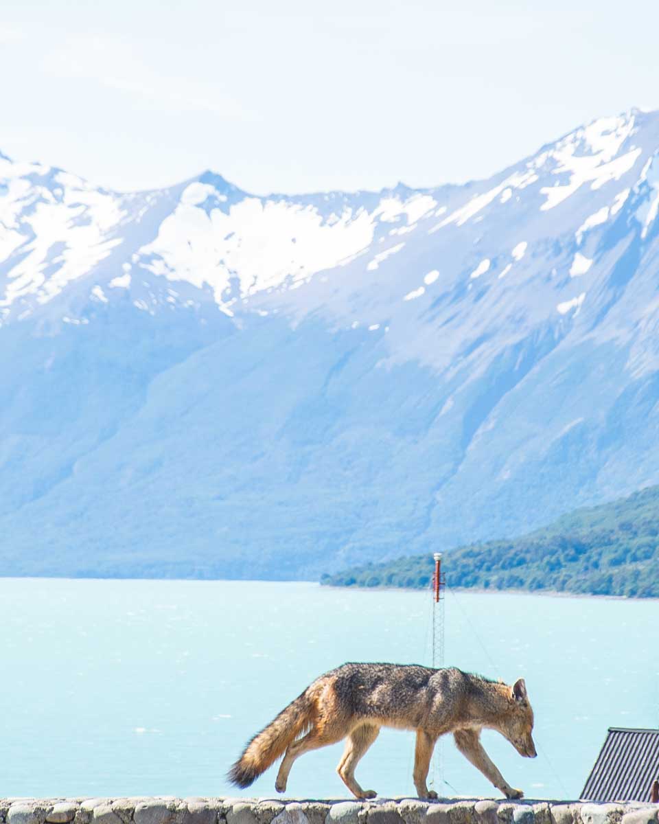 A fox at Perito Moreno Glacier parking lot