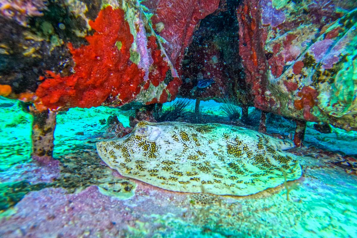 A sting ray while snorkeling in Cancun, Mexico