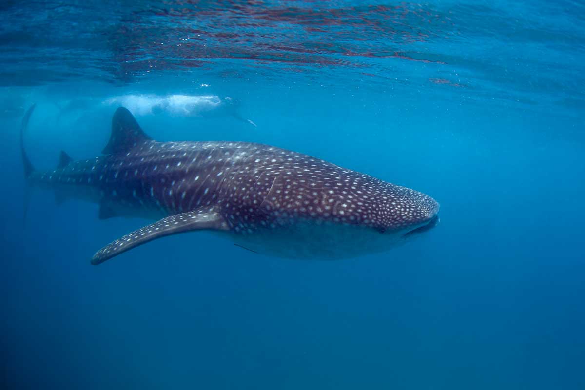 A whale shark swims through the water off the coast of Isla Mujeres, Mexico