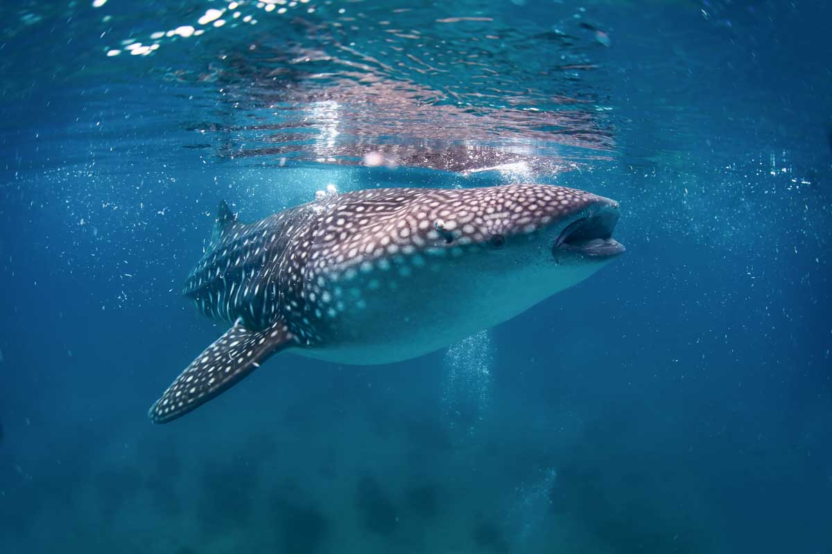 Whale shark swimming through the water Tulum, Mexico