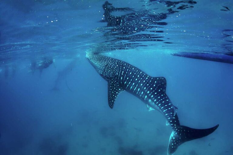 Whale shark swims near a group of people snorkeling off the coast of Isla Mujeres, Mexico