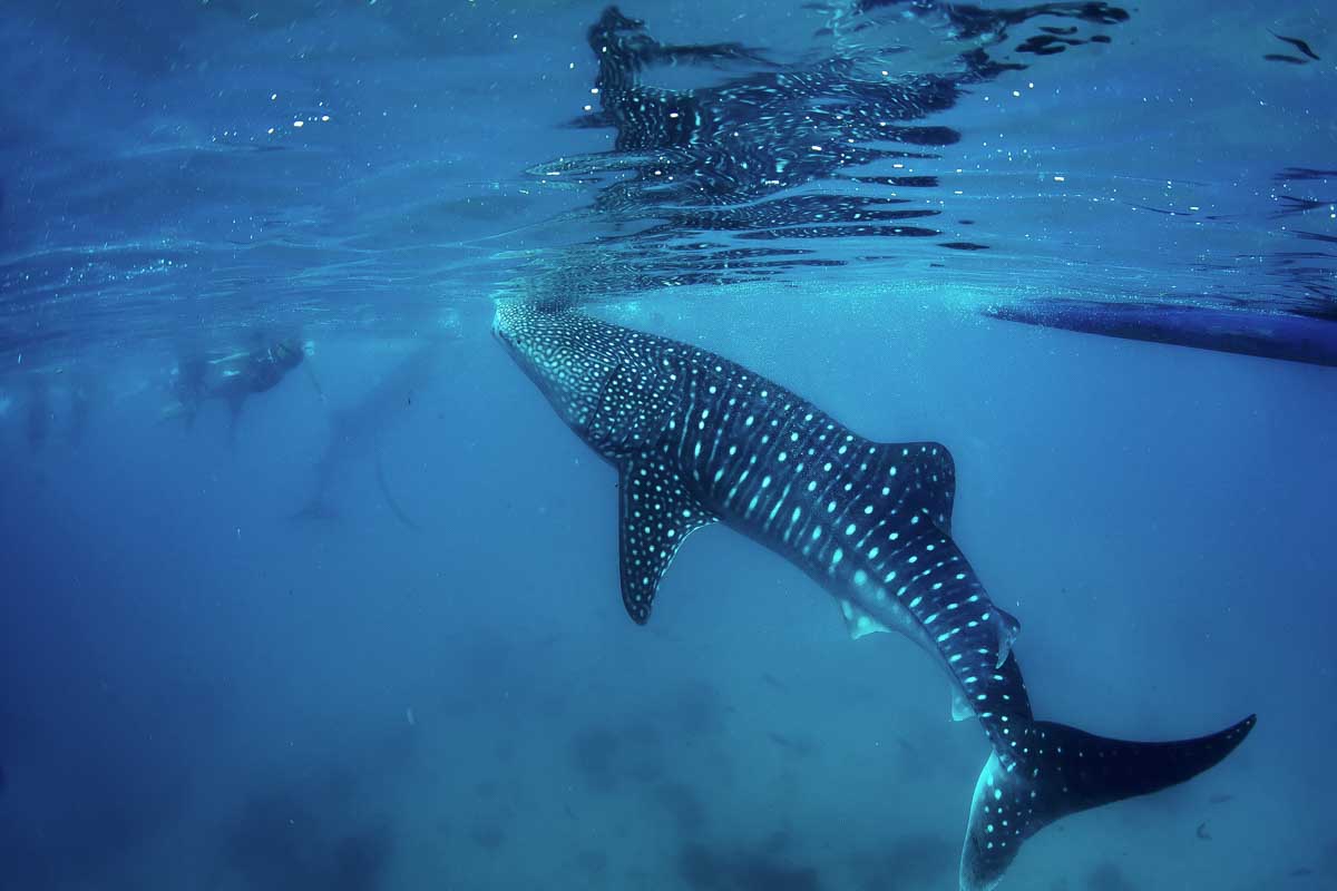 Whale shark swims near a group of people snorkeling off the coast of Tulum, Mexico