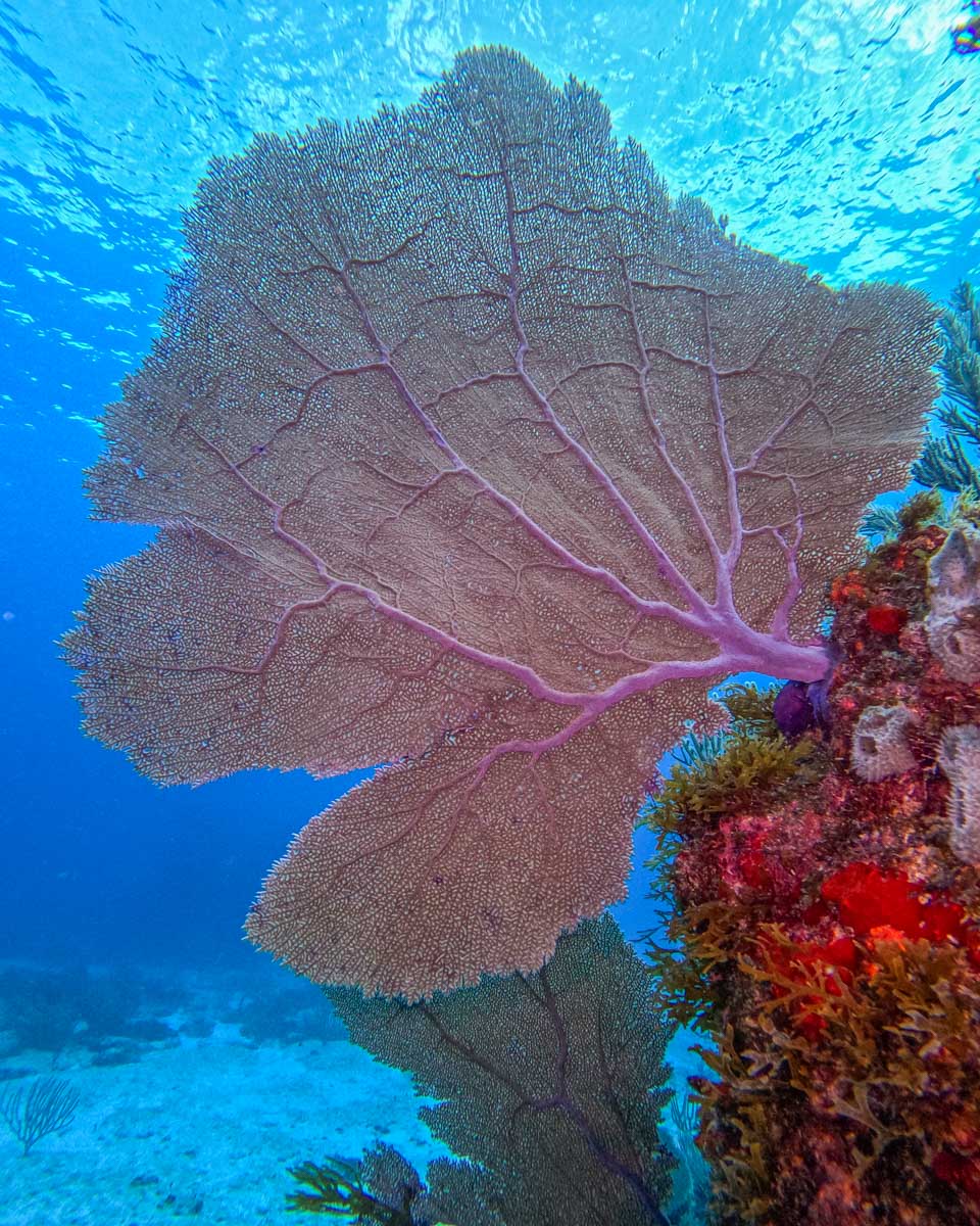 A huge coral while diving in Playa del Carmen, Mexico