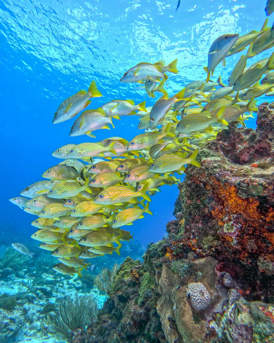 A school of fish while scuba diving in Tulum, Mexico