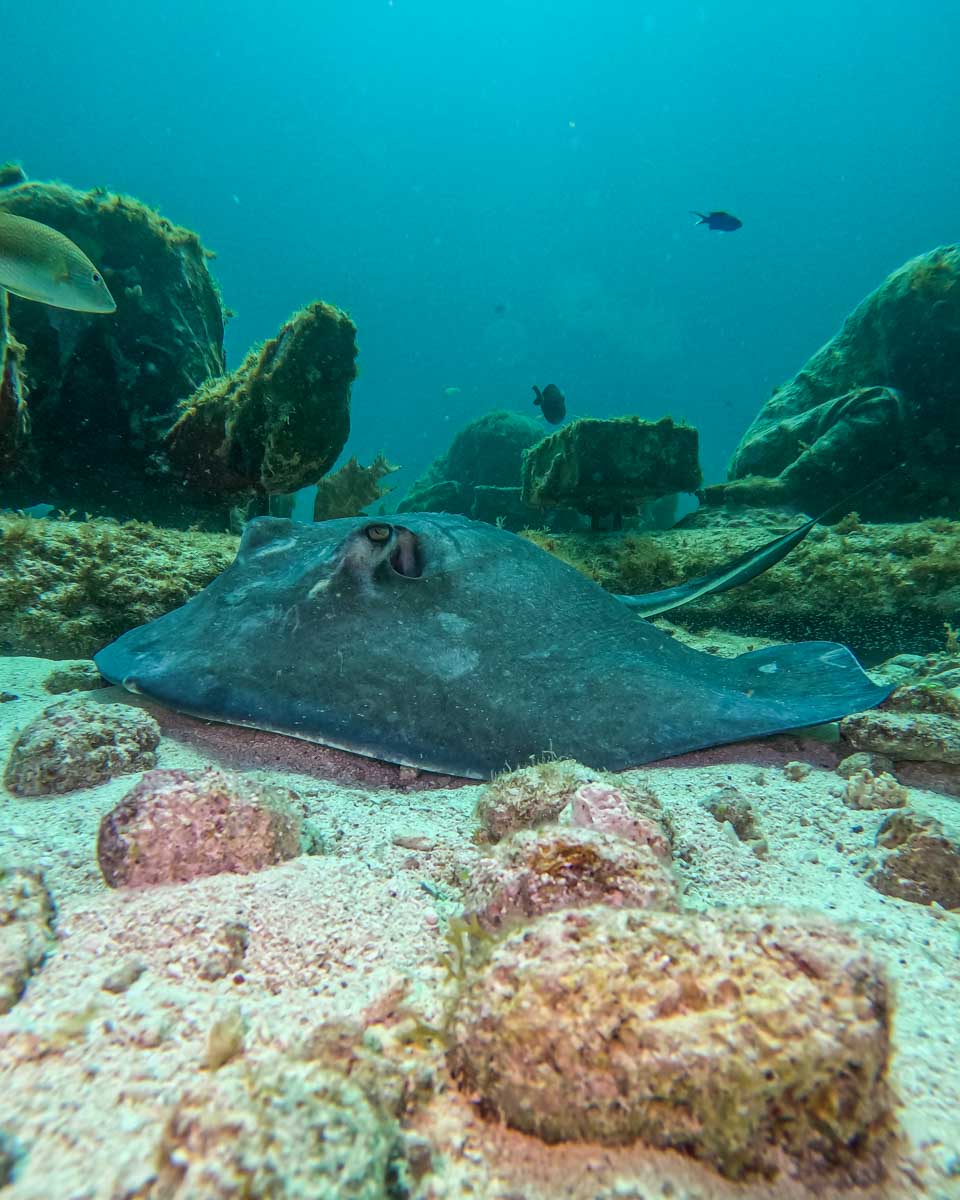 A sting ray on the ocean floor in Isla Mujeres, Mexico