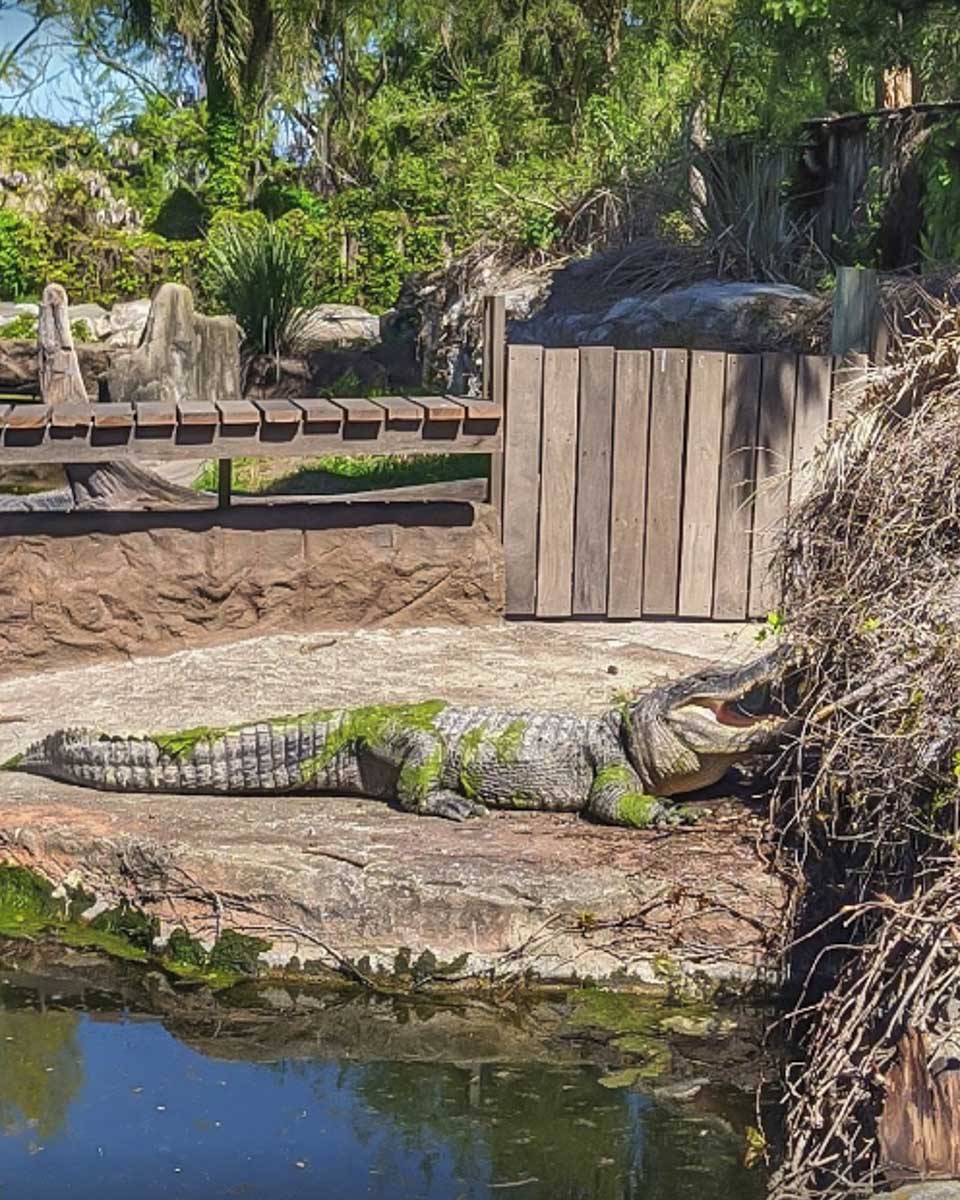 A crocodile at Temaiken Bioparque in Argentina