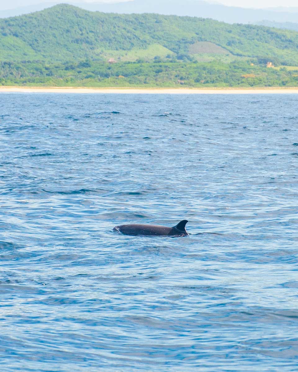 A dolphin swims off the coast on Puerto Escondido on a tour