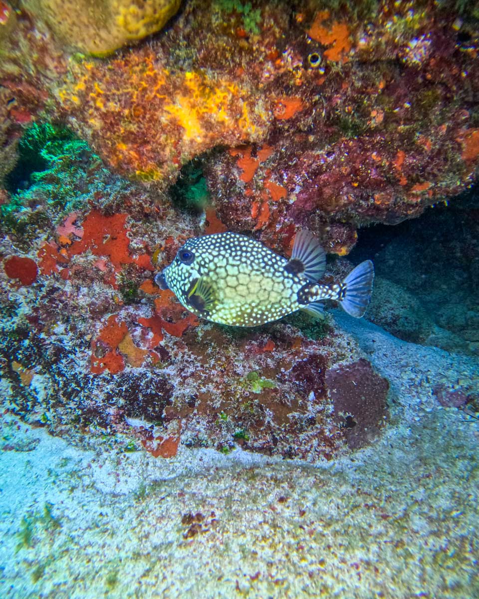 A puffer fish while scuba diving in Cozumel, Mexico