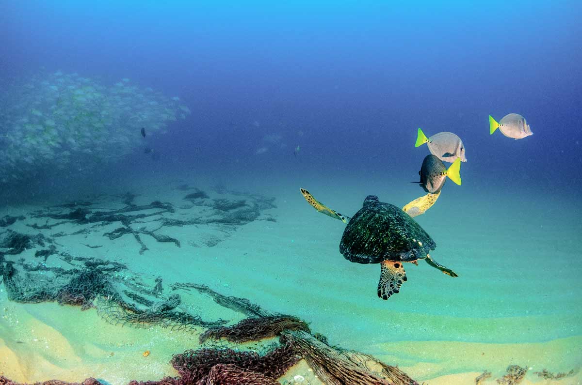 A turtle swims past while Scuba Diving in Puerto Vallarta Mexico