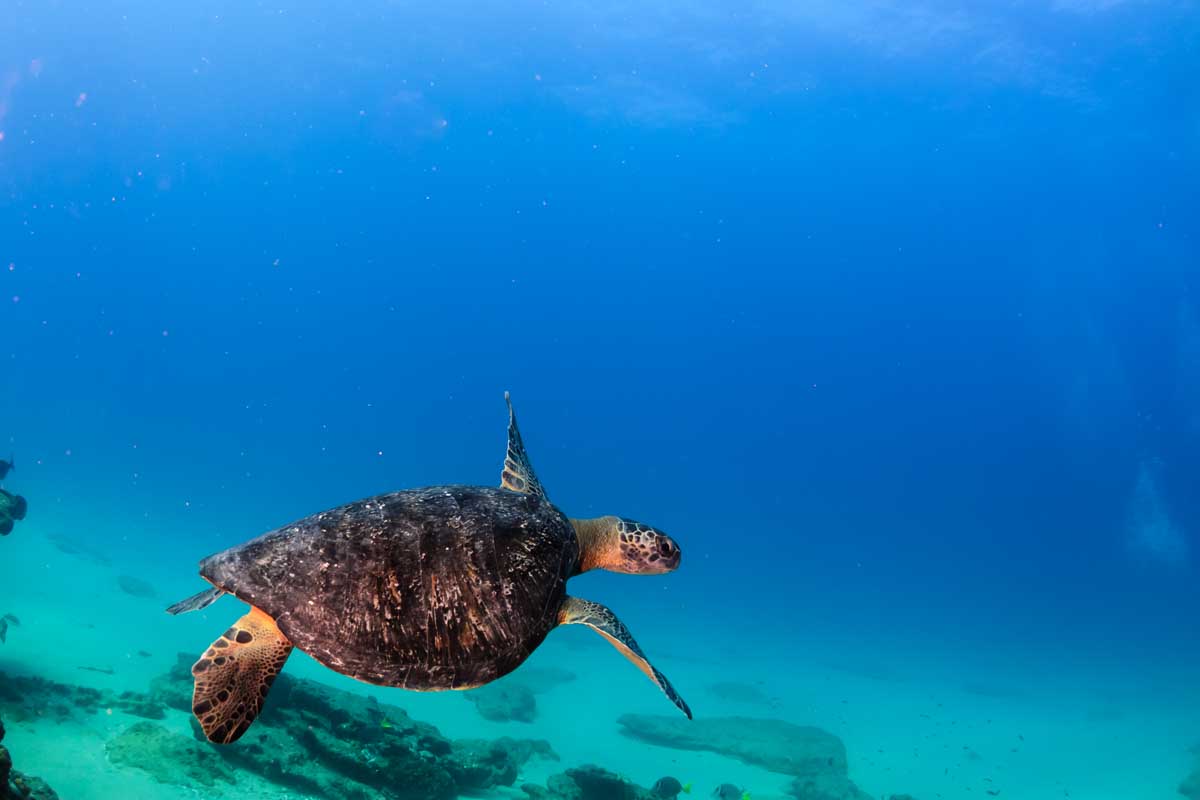 A turtle swims past while scuba diving in Puerto Vallarta Mexico.