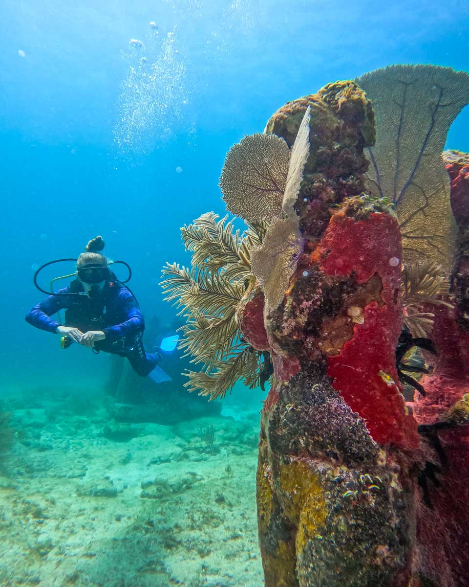 Bailey swims past some corals while scuba Diving in Puerto Morelos, Mexico