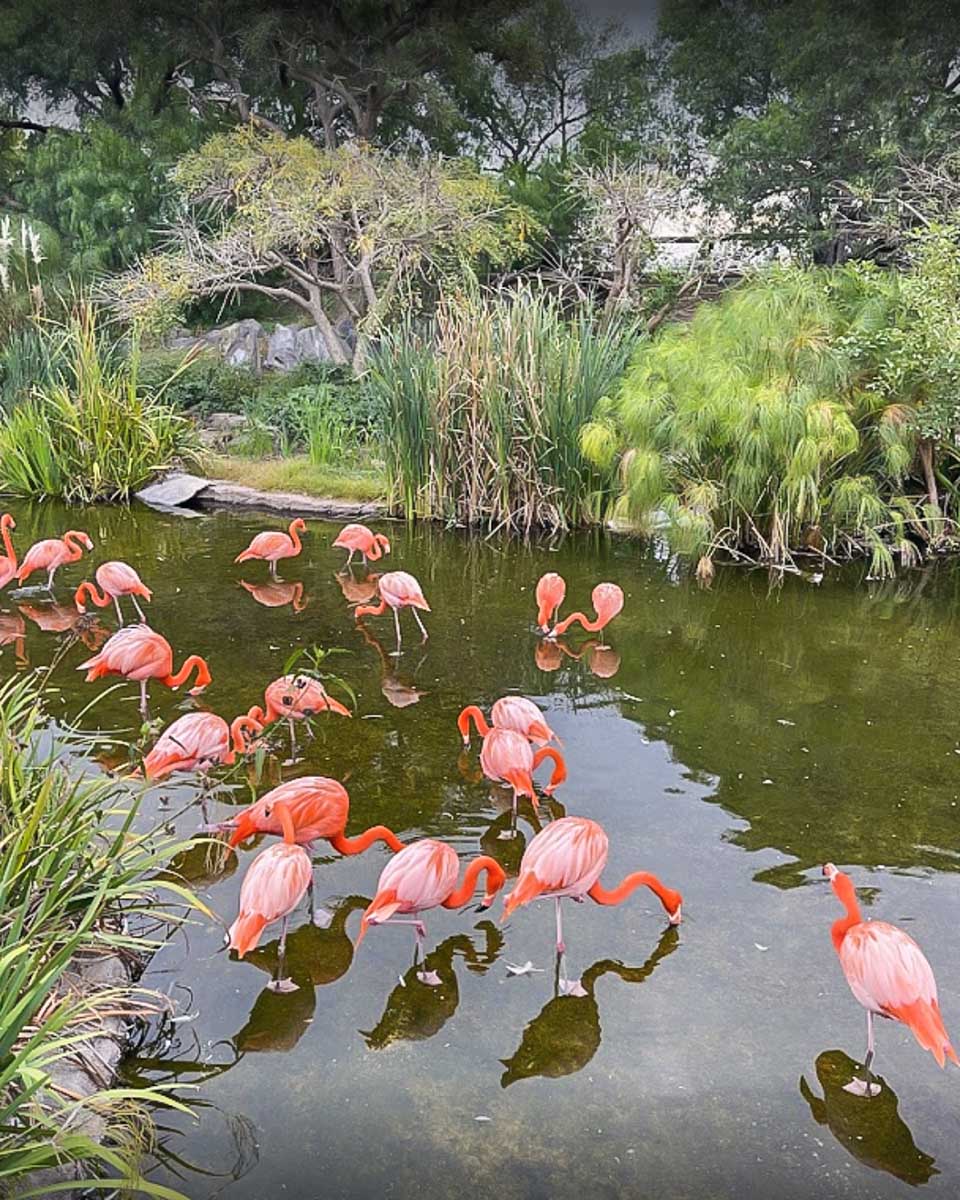 Flamingos in Temaiken Bioparque Argentina