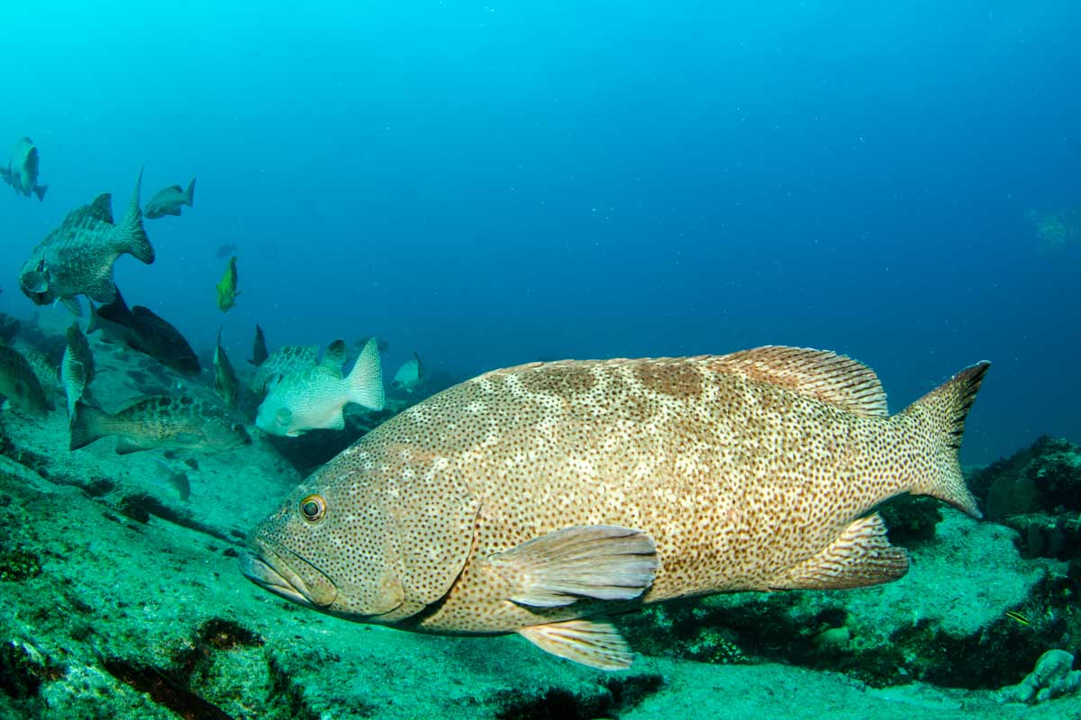 Large fish swims past while Scuba Diving in Cabo San Lucas in Mexico