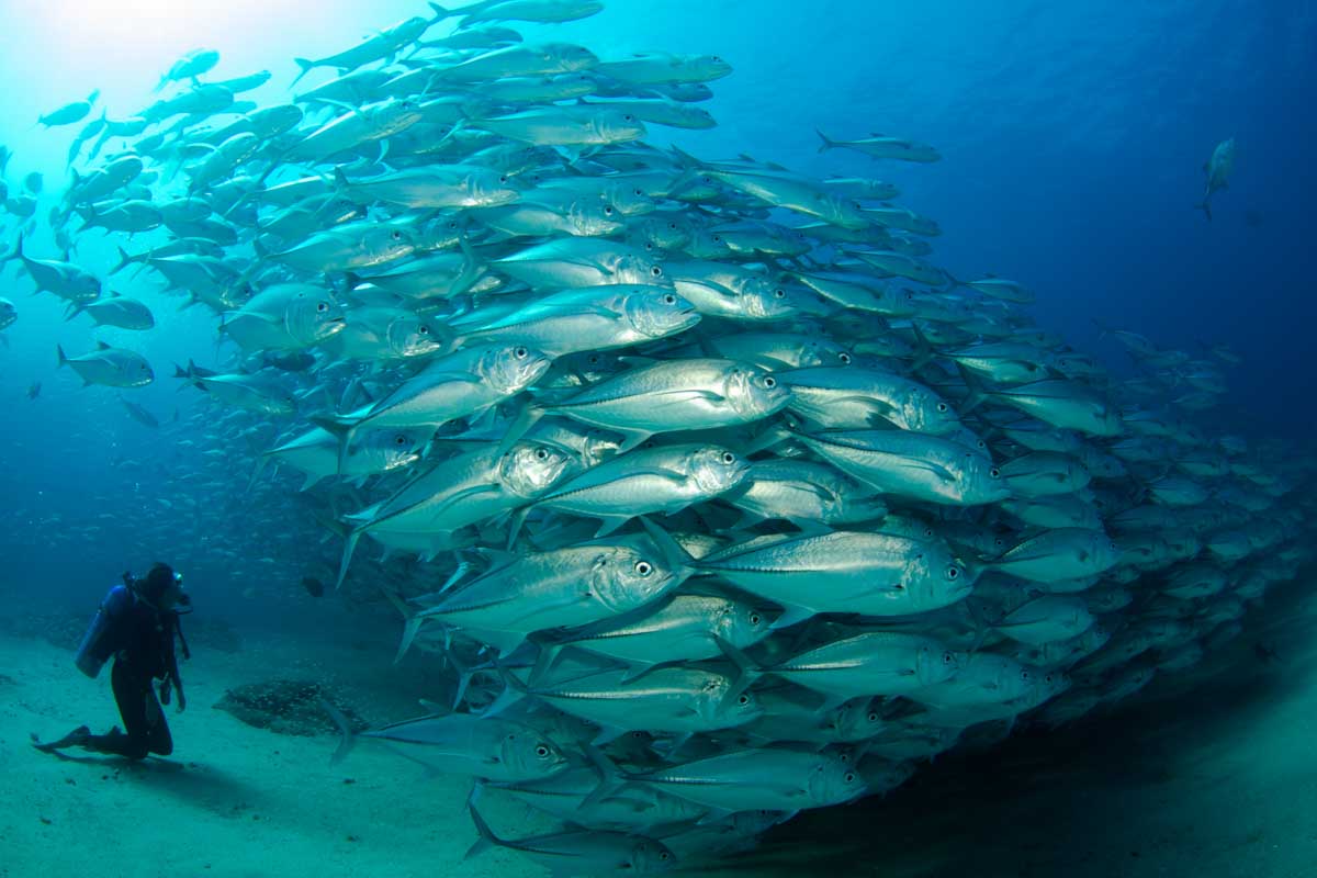 Scuba diver approaches a large school of fish while scuba diving in Cabo San Lucas