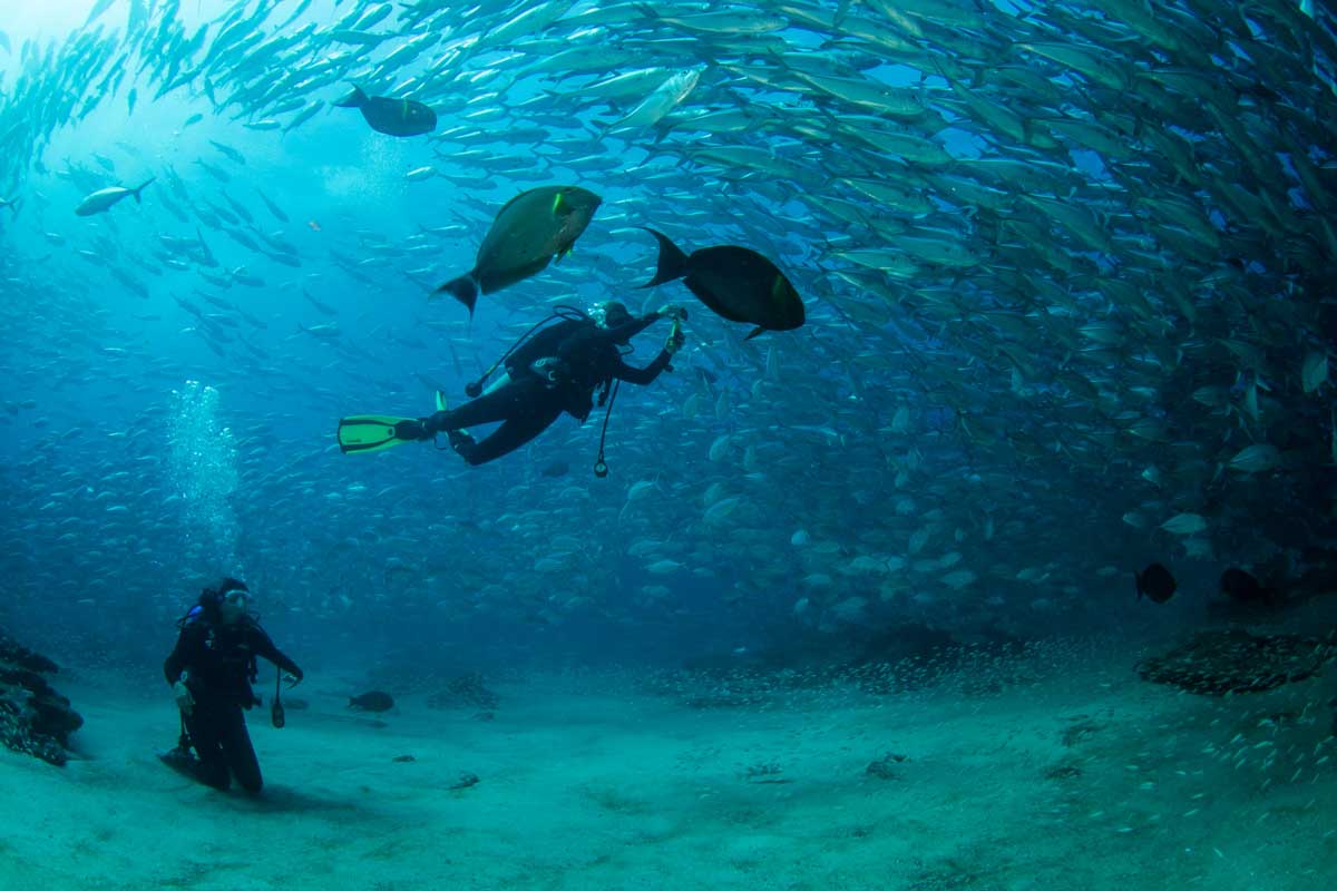 Scuba diving in Puerto Vallarta Mexico with marine life