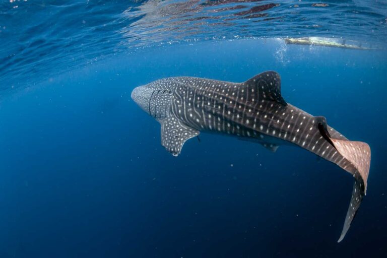 Whale shark swims past me with my camera off the coast of Cabo San Lucas, Mexico