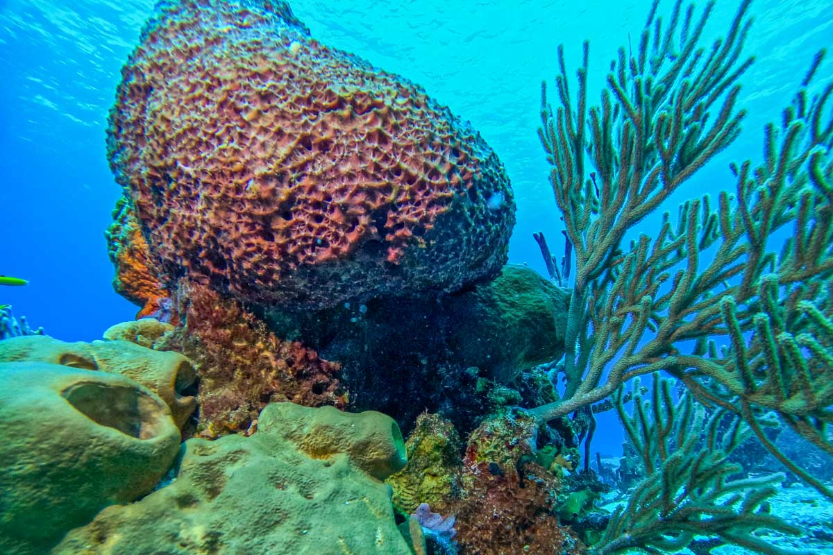 a huge coral while scuba diving in Puerto Morelos, Mexico