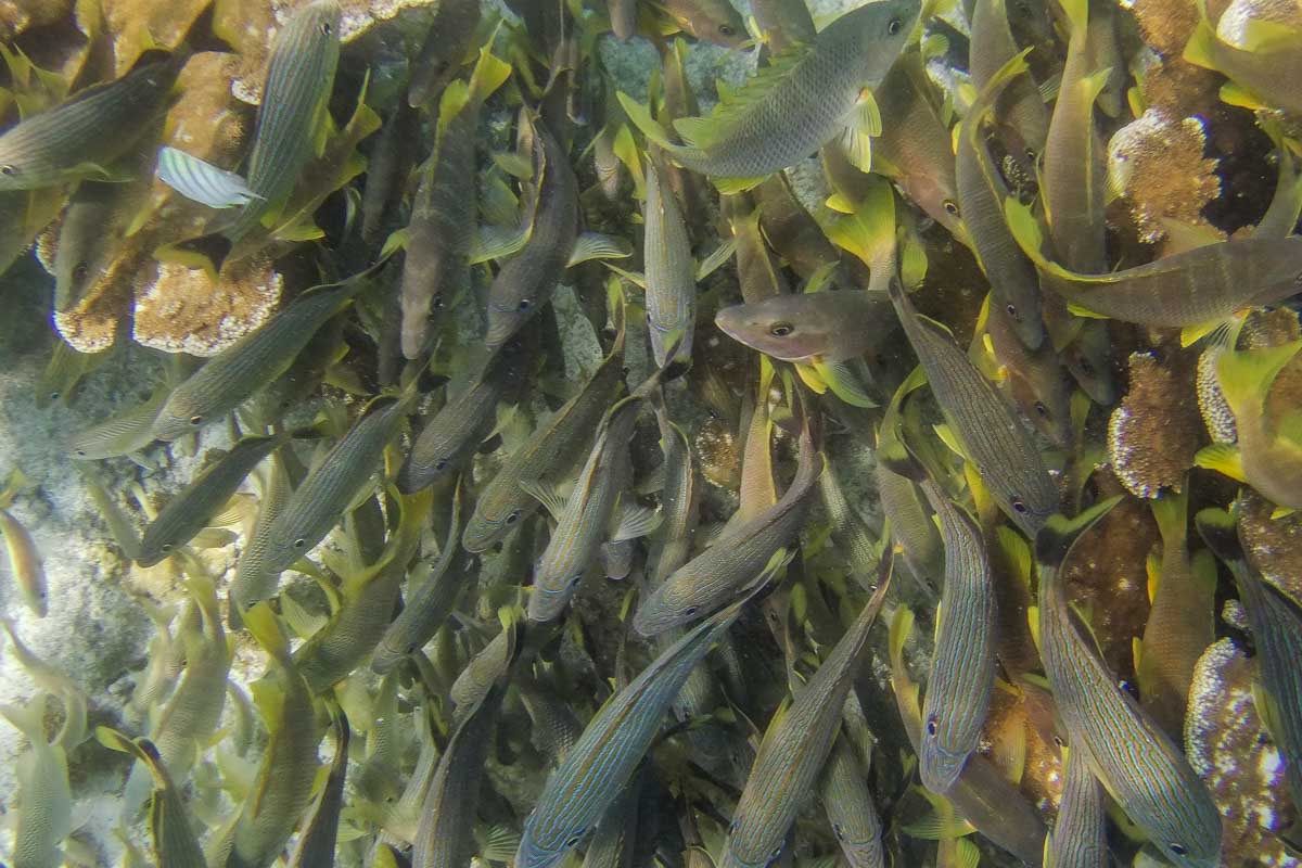 A huge group of fish while snorkeling in Playa del Carmen, Mexico