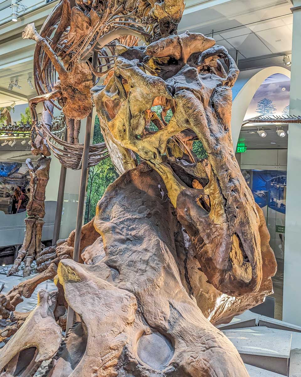 Dinosaur skeleton at the American Museum of Natural History in NYC