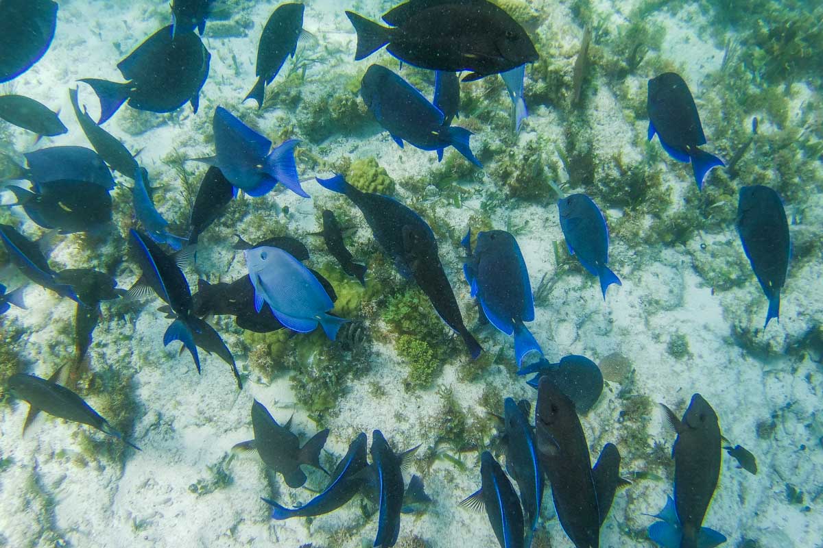 Group of fish swim around while snorkeling in Playa del Carmen, Mexico