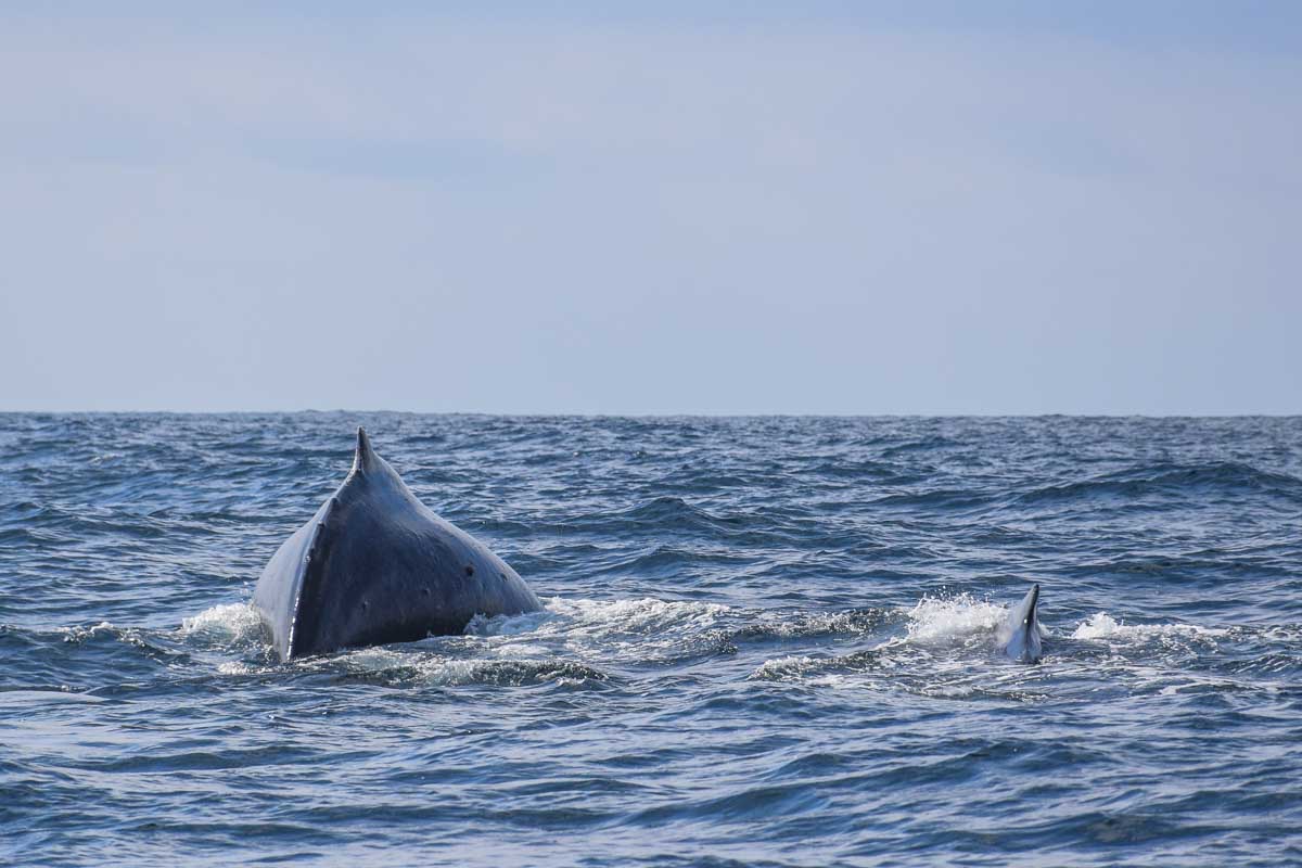 A baby and mother humpback whale swim in Sydney