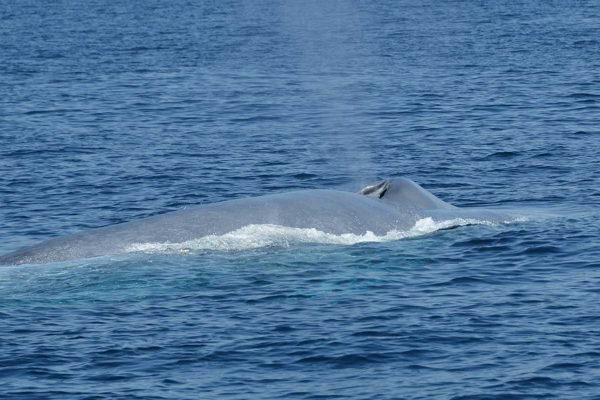 A humpback whale swims off the coast of Sydney