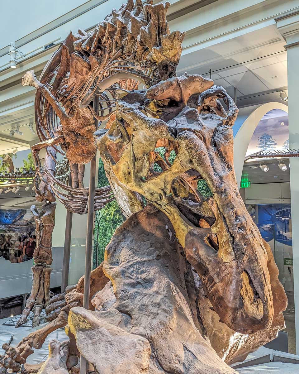 A dinosaur at American Museum of Natural History in NYC