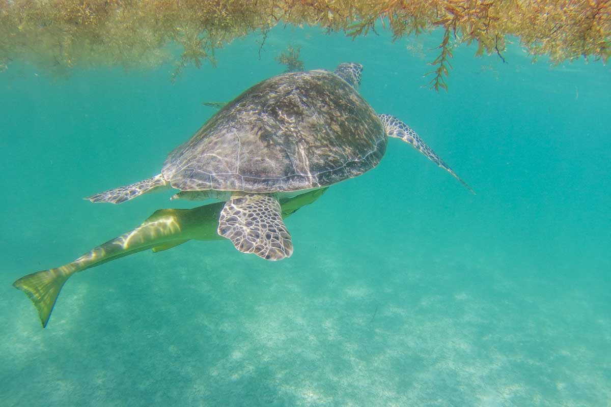 A fish swims under a turtle off the coast of Isla Mujeres, Mexico