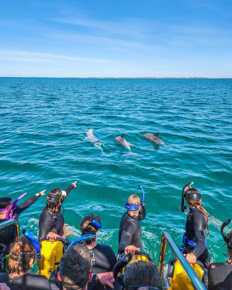 A group of people at the back of a boat point at dolphins swimming in the area on the Dolphin Swim Tour in Perth, WA