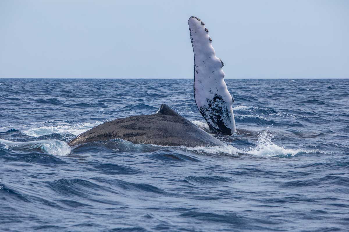 A hump back whale arm breaches the water off the coast of Sydney