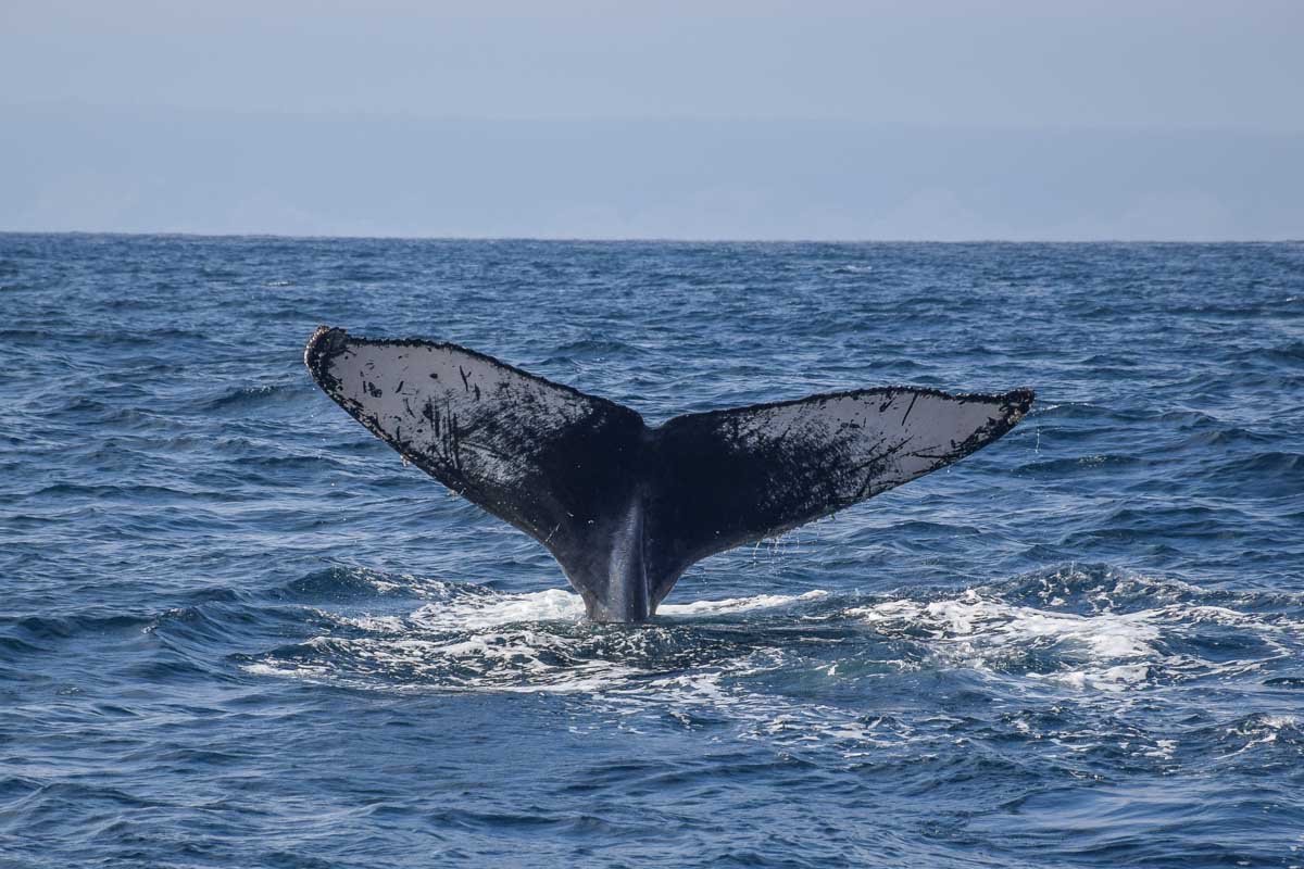 A humpback whale tale off the coast of Sydney