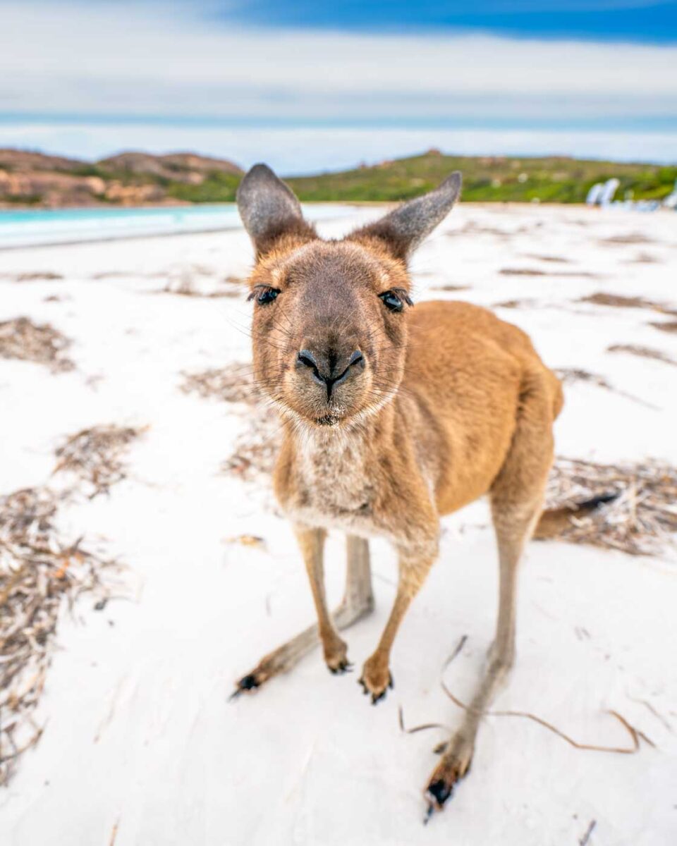 A kangaroo at Lucky Bay in Cape Le Grand National Park