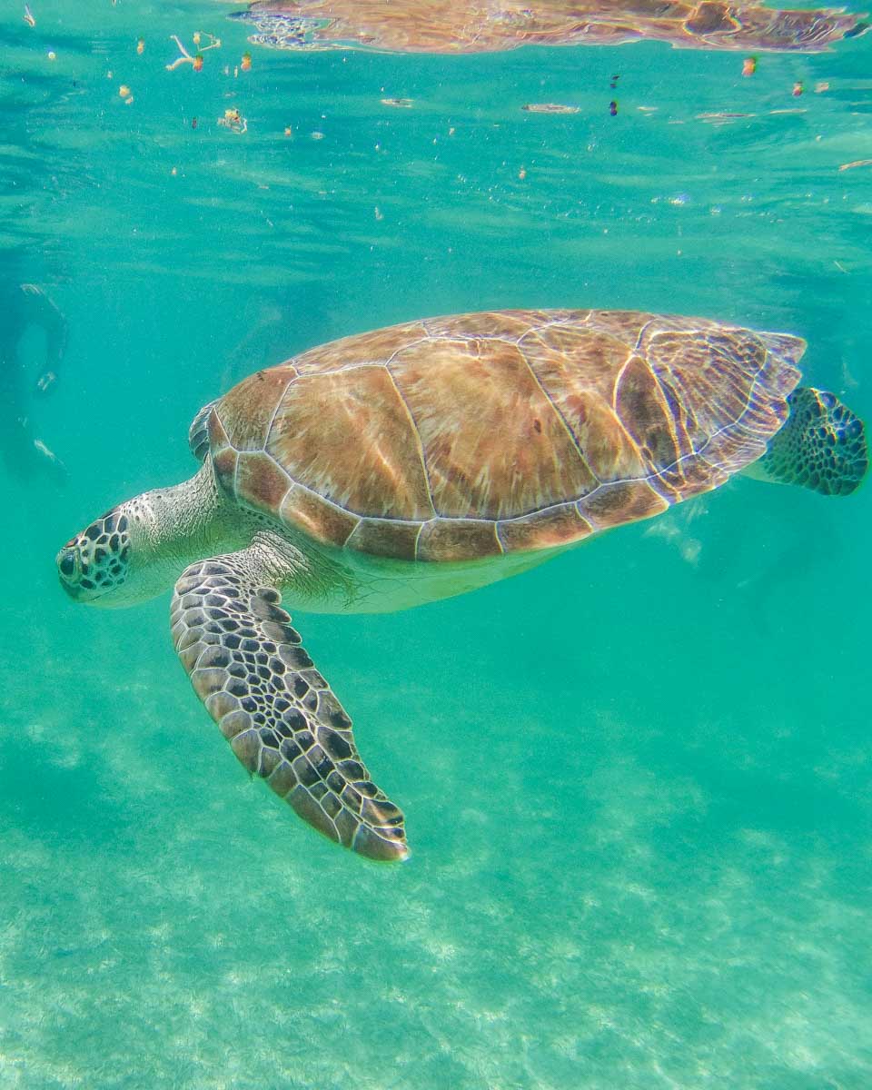 A large sea turtle swims while snorkeling in Isla Mujeres, Mexico