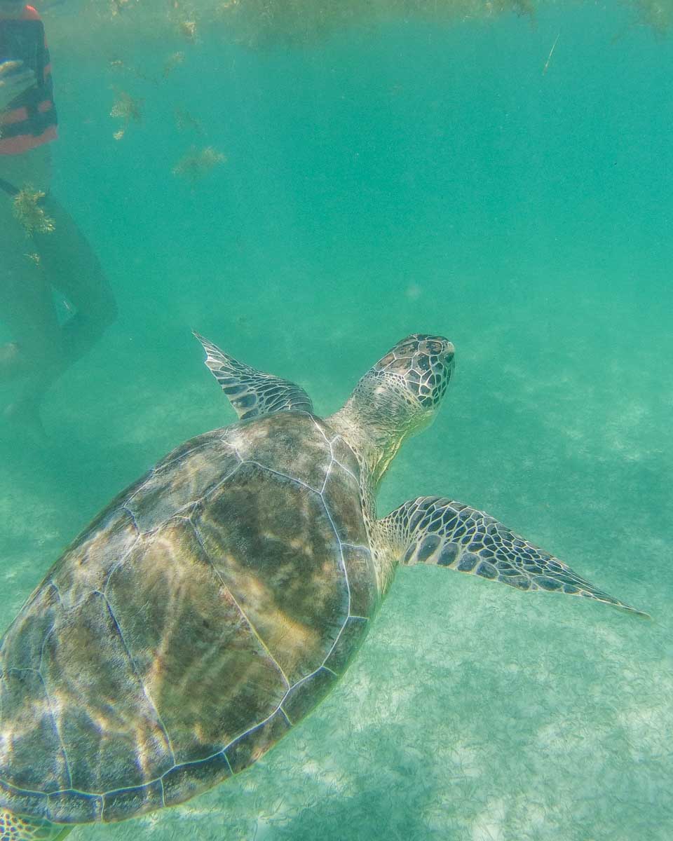 A large turtle swims to the surface at Cozumel, Mexico