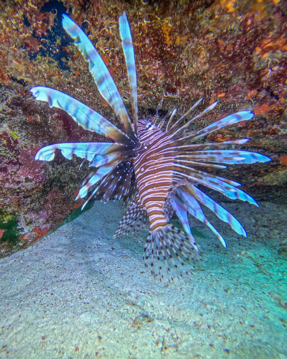A lion Fish in the ocean while snorkeling in Cozumel, Mexico