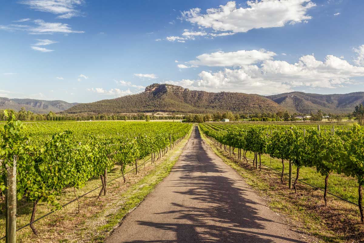 A road leads down a vineyard in the Hunter Valley Australia