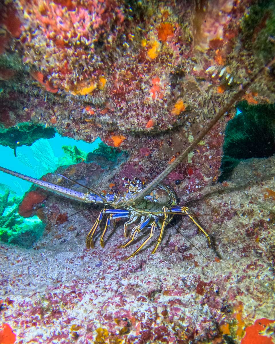 A rock lobster under a rock in Isla Mujeres, Mexico