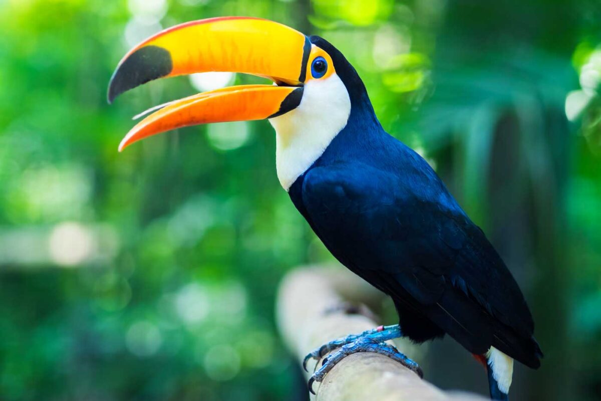 A toucan at the Colombian National Aviary, Cartagena