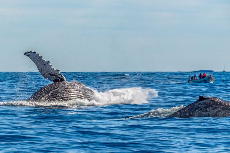 A whale watching boat sits at distance from a mother and baby humpback whale in Sydney