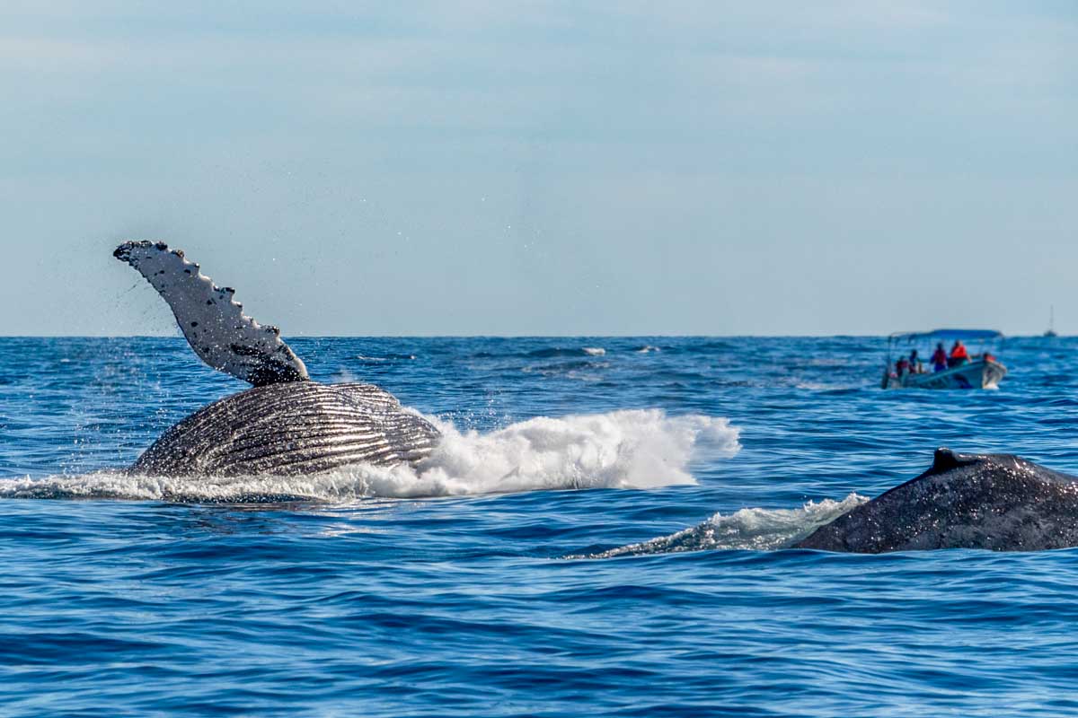 A whale watching boat sits at distance from a mother and baby humpback whale in Sydney