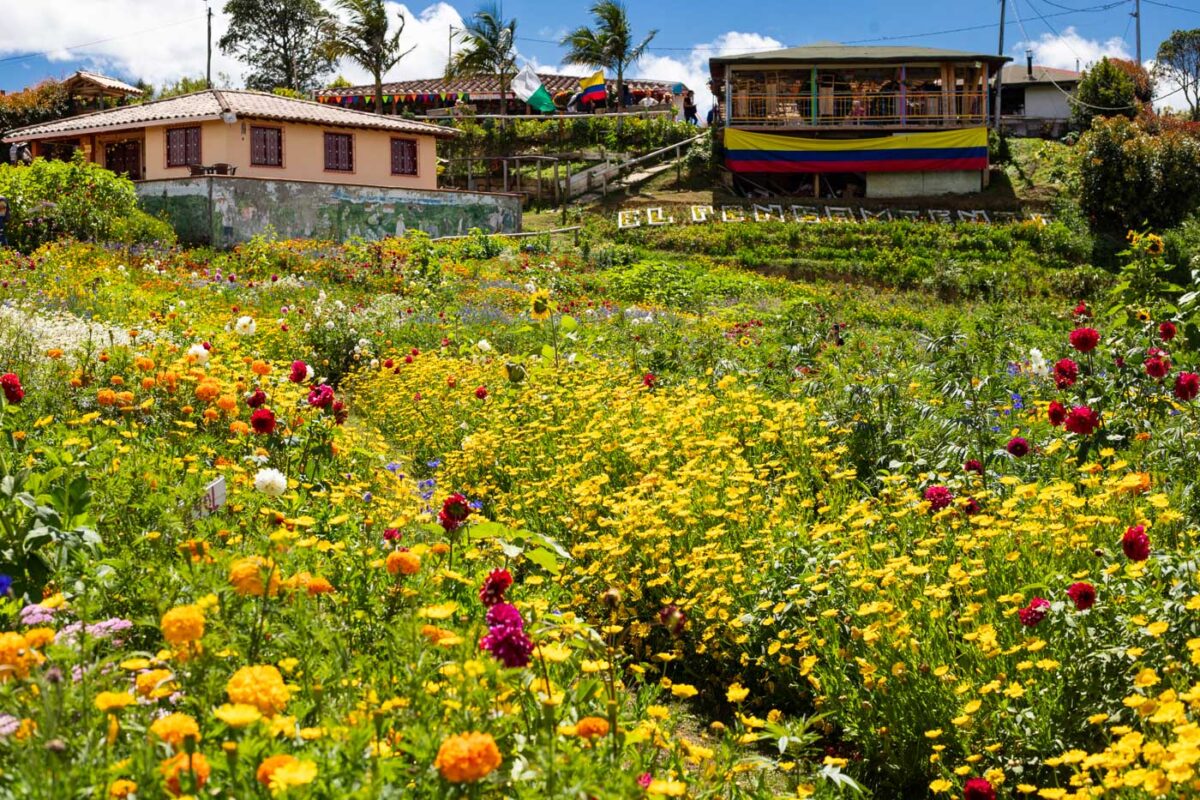 Beautiful wild flowers in Santa Elena, Colombia near Medellin