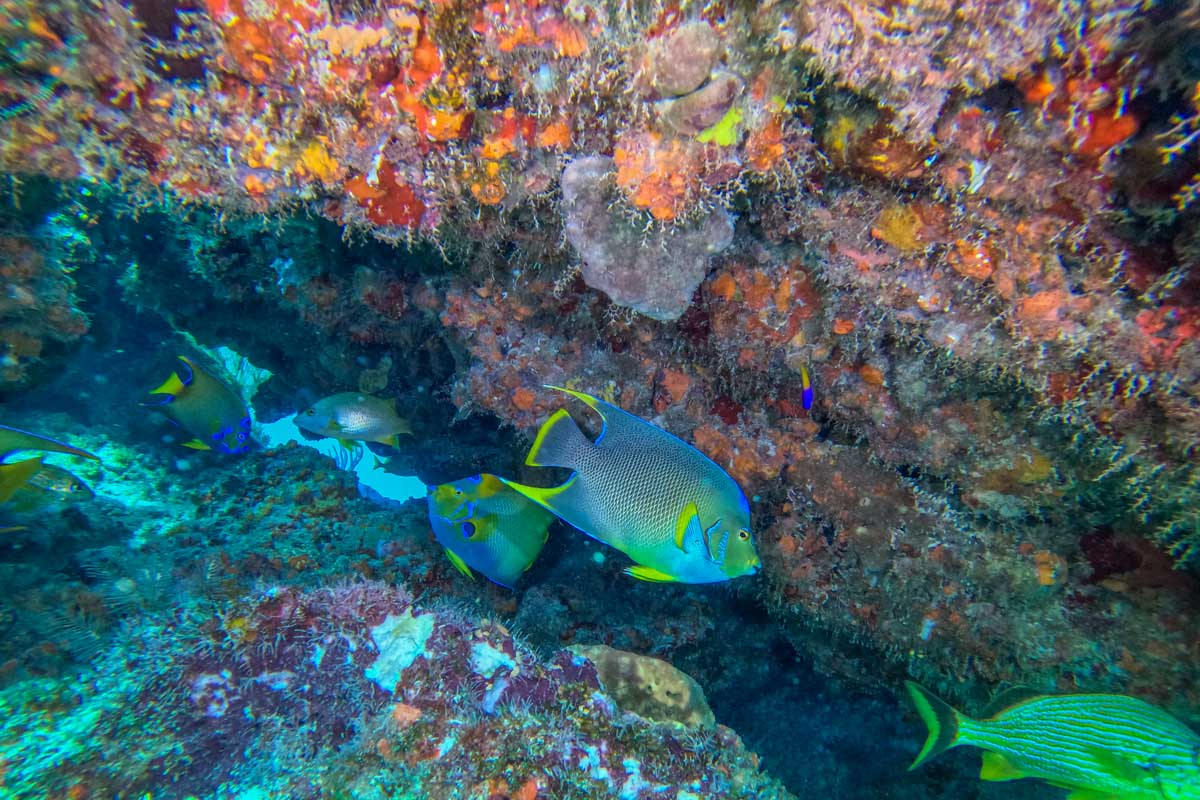 Fish swim under a rock that we saw while snorkeling in Cozumel, Mexico