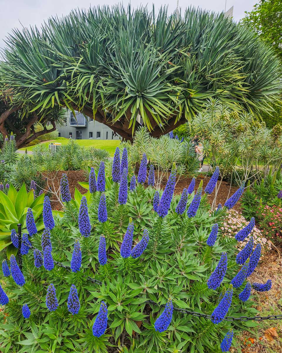 Flowers at the Royal Botanical Garden in Sydney, Australia